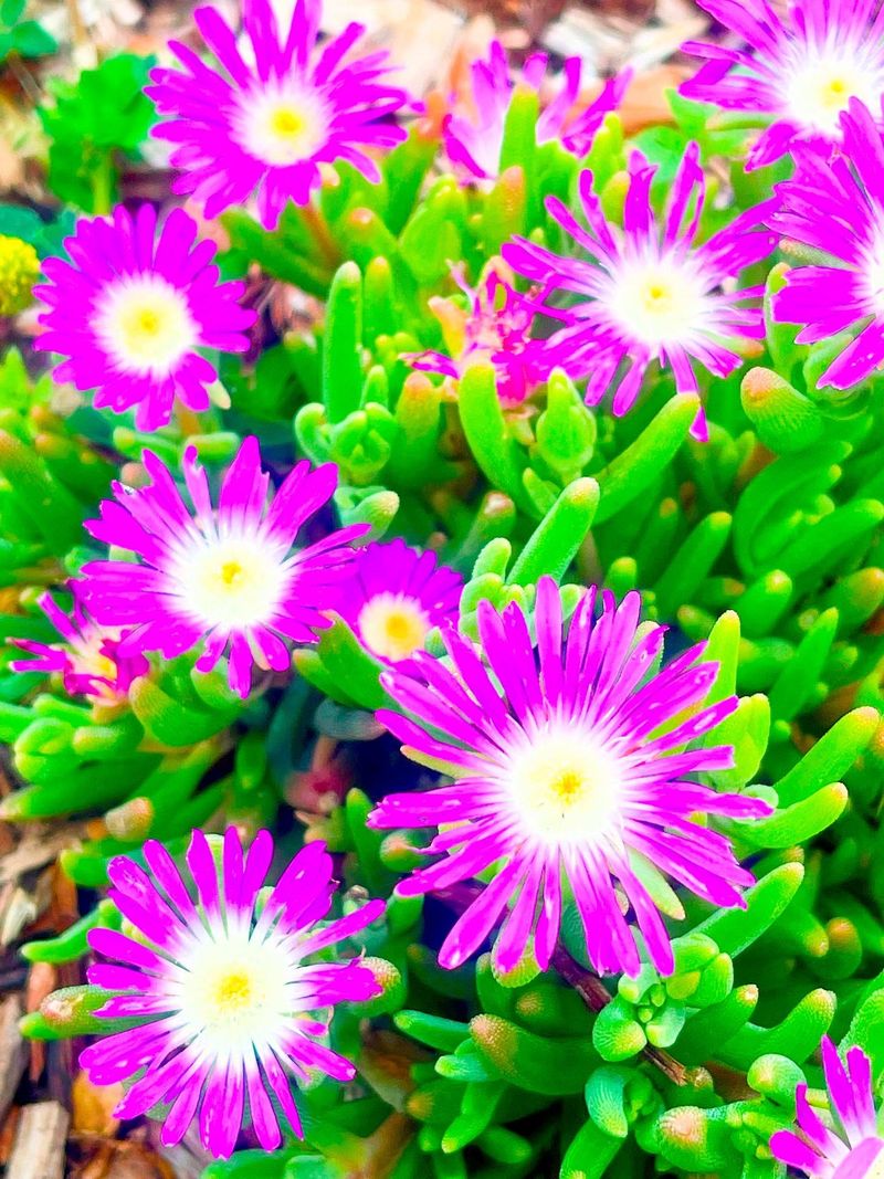 Ice Plant