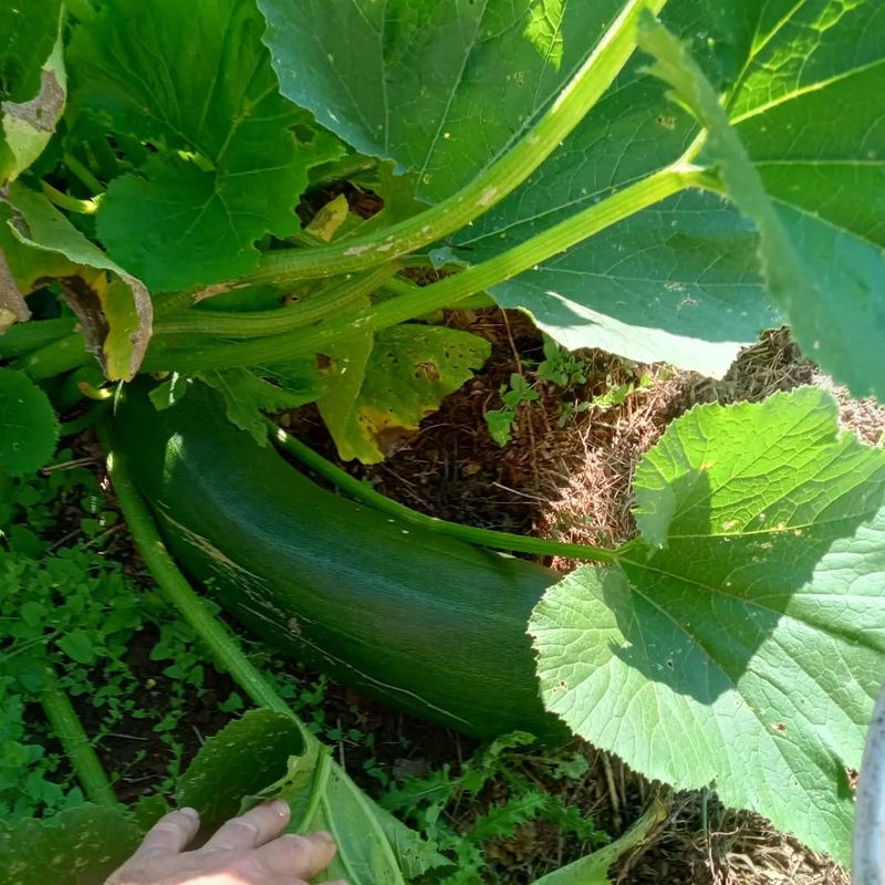AVOID: Giant Zucchini Varieties