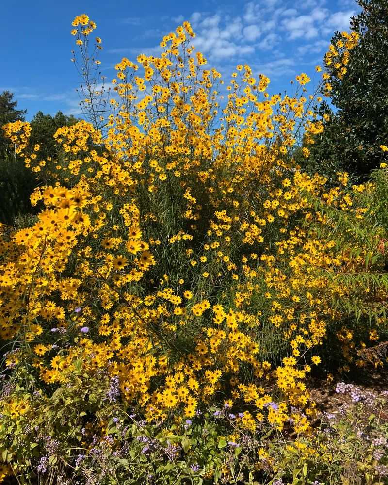 Swamp Sunflower (Helianthus angustifolius)
