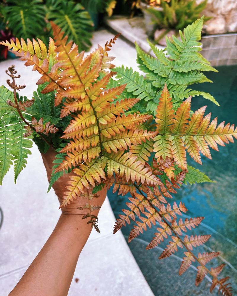 Autumn Fern
