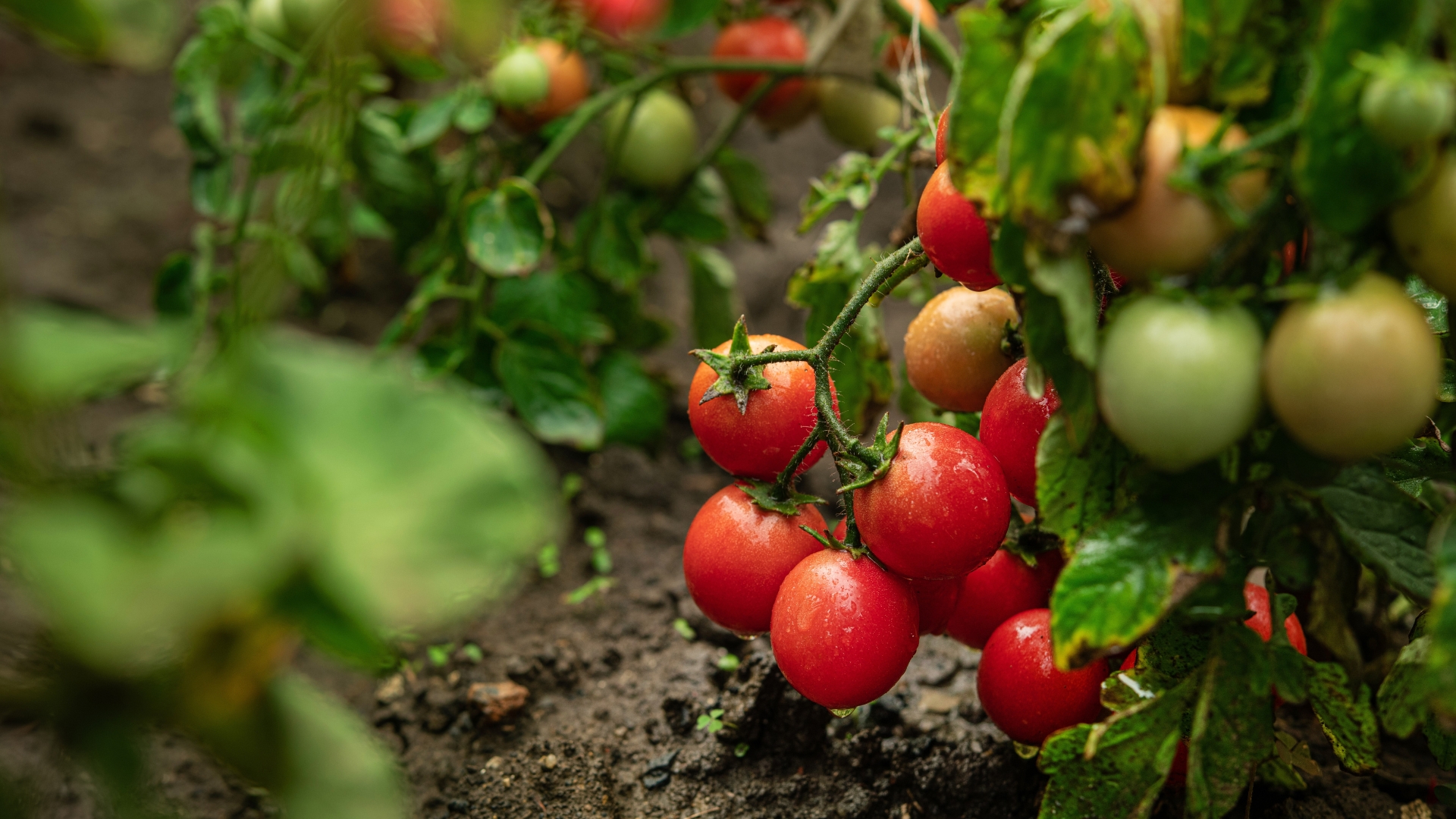 Georgia Gardeners: The Secret To Growing Juicy Tomatoes In The Humid South