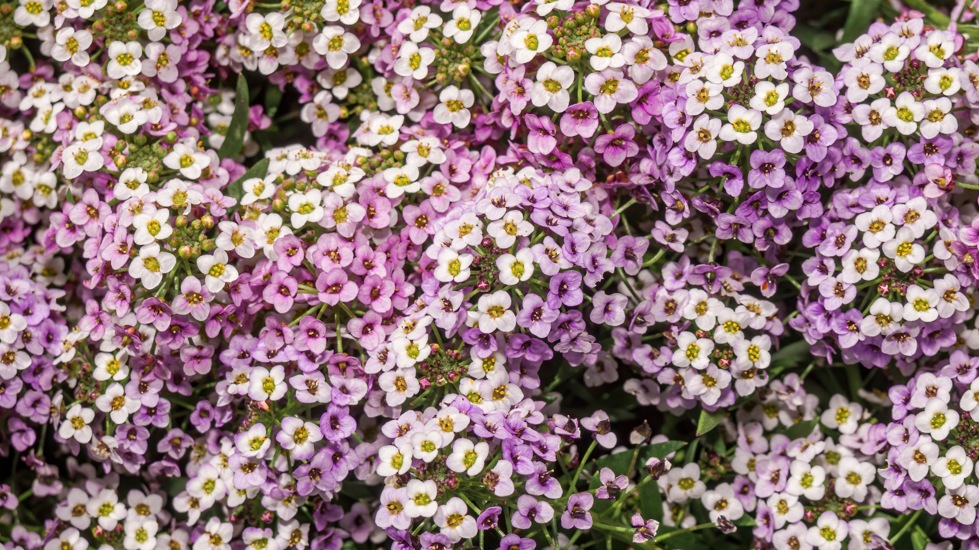 Georgia Gardens Pop With These Fast-Blooming Tiny Flowers