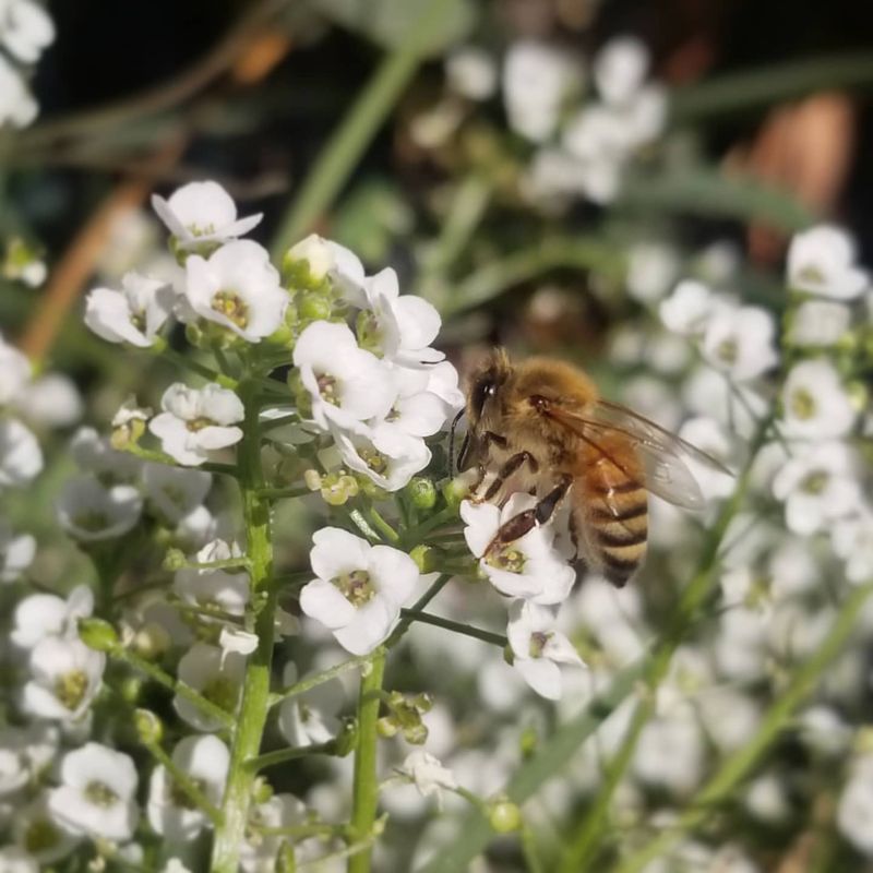 Sweet Alyssum
