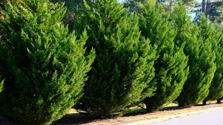 leyland cypress tree