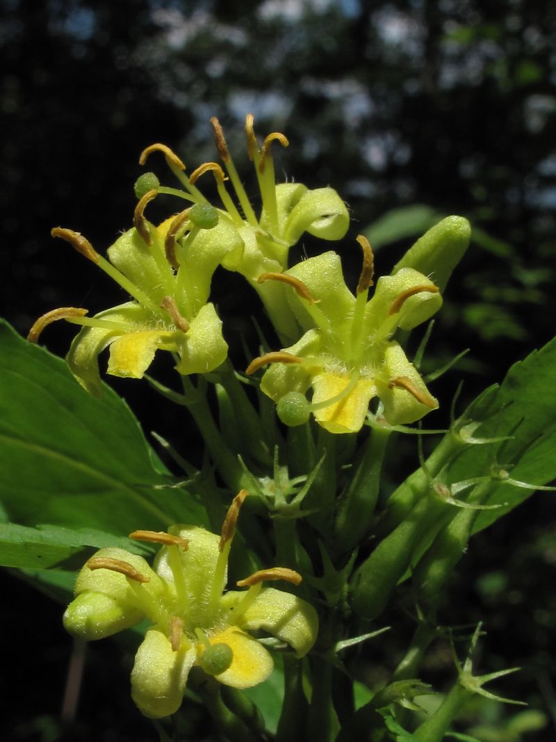 Southern Bush Honeysuckle (Diervilla sessilifolia)