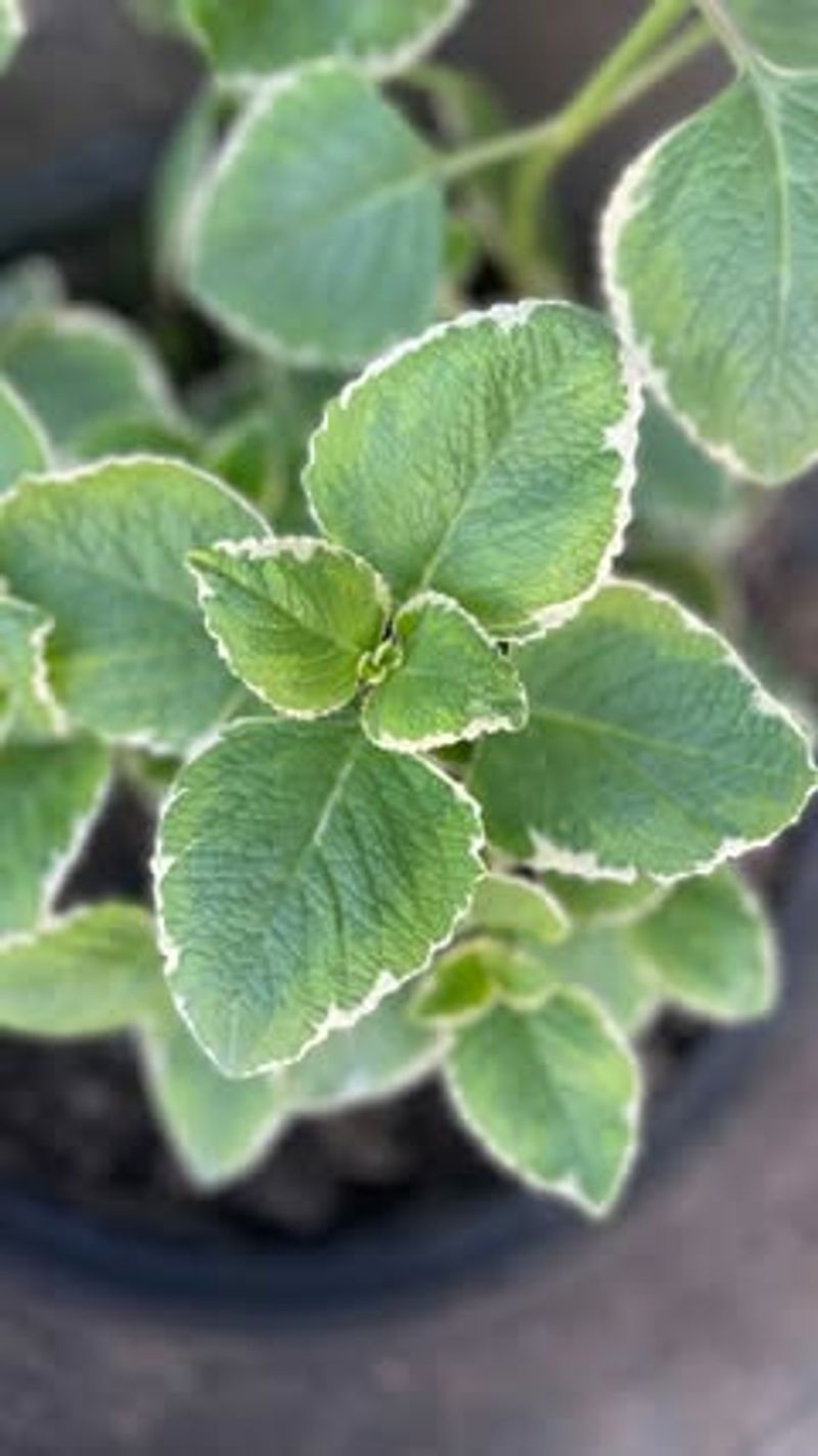 Cuban Oregano