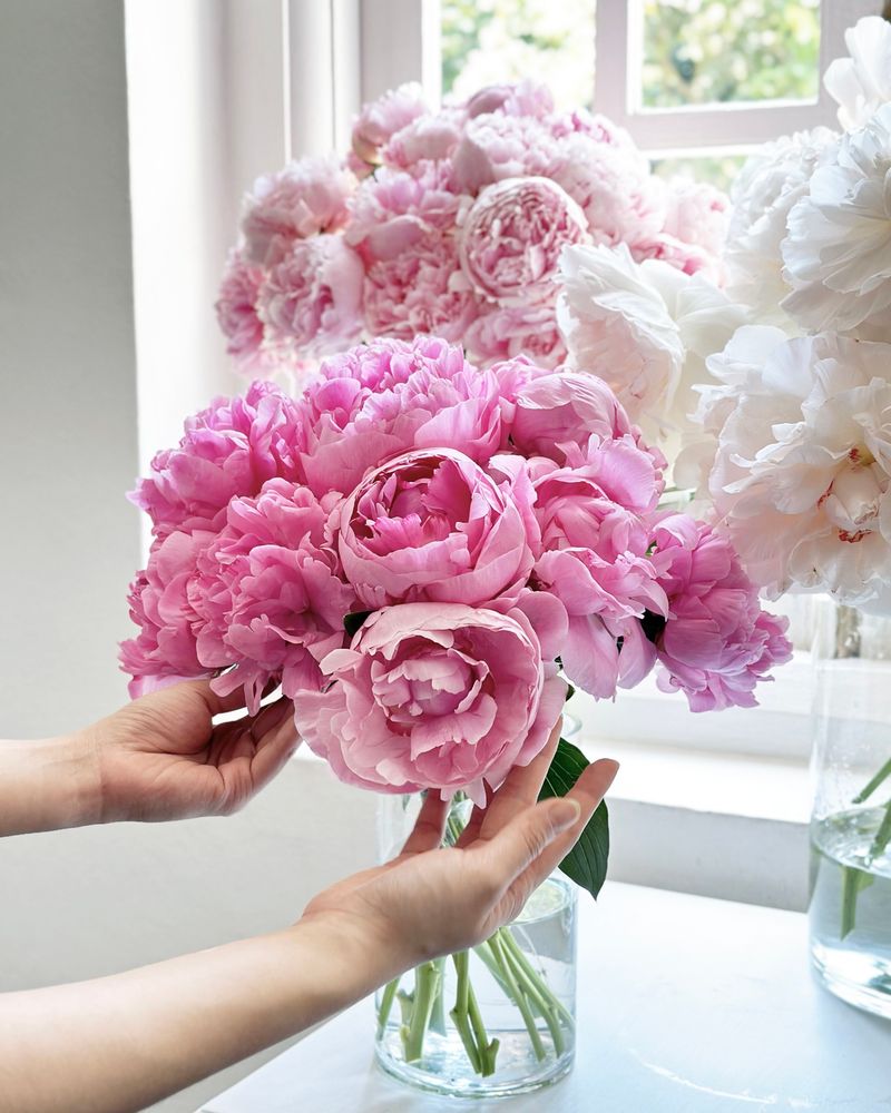 Peonies