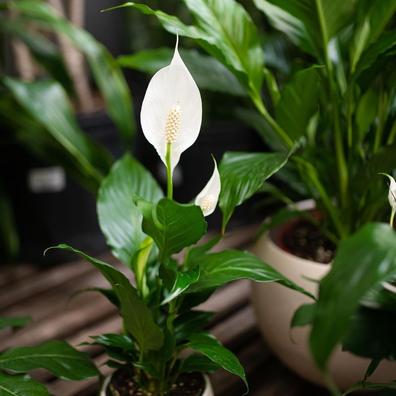 Peace Lily