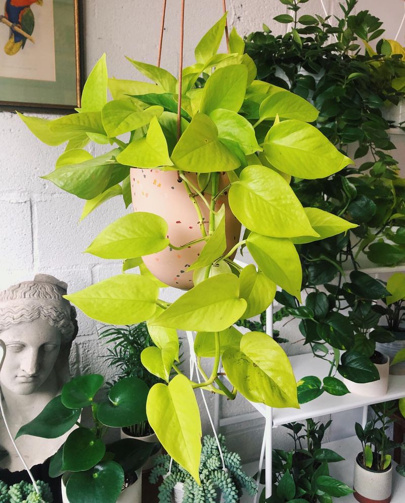 Pothos