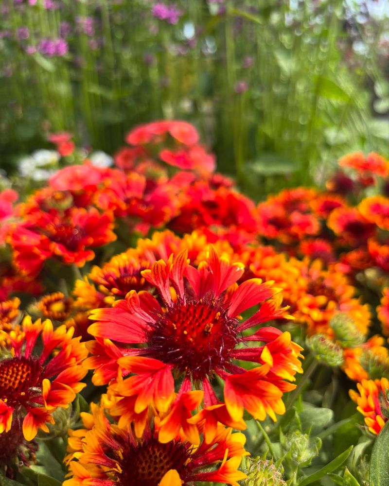 Gaillardia: Blanket Flowers
