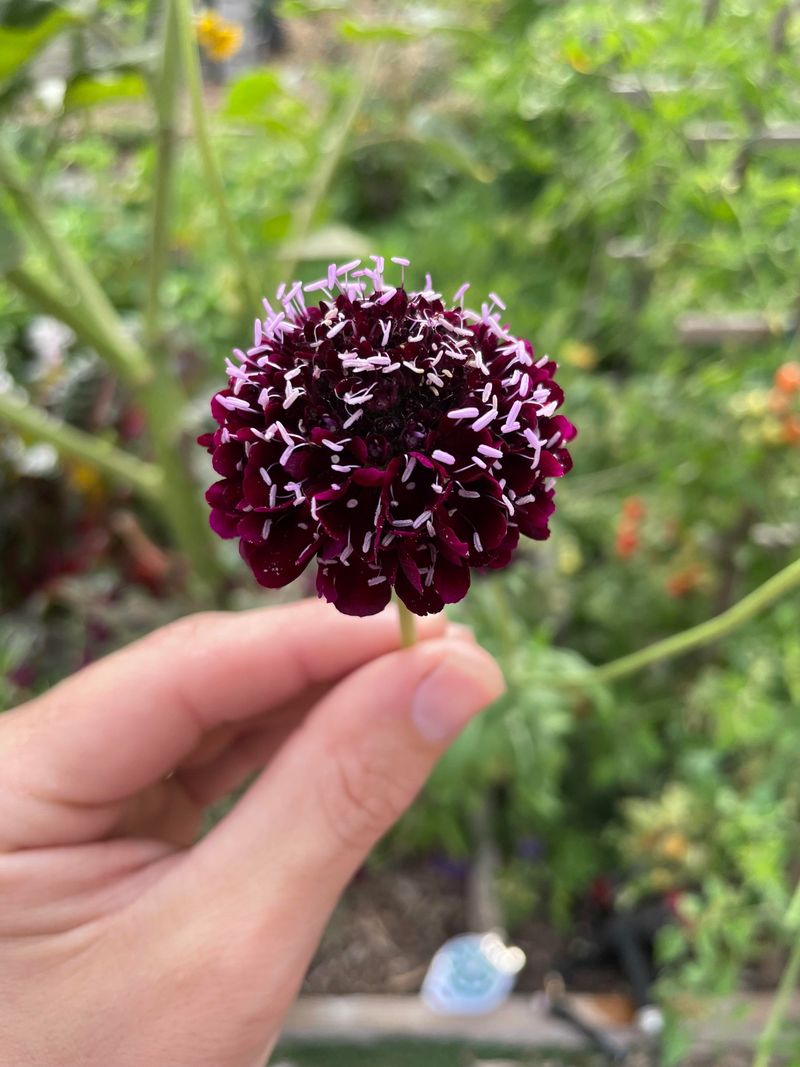 Scabiosa