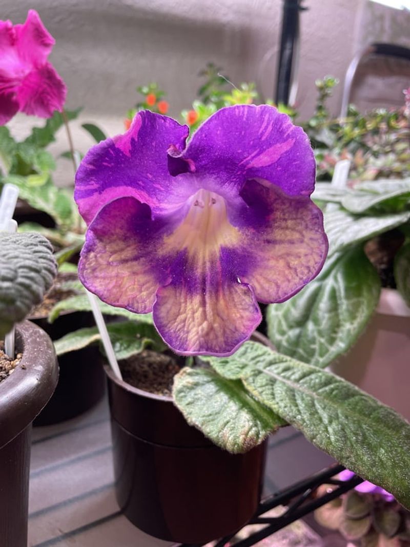 Streptocarpus