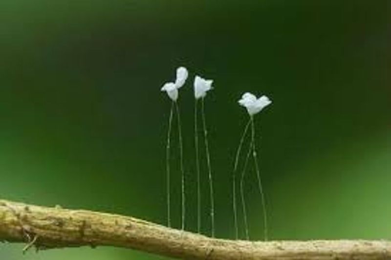 Youtan Poluo (Udumbara flower)