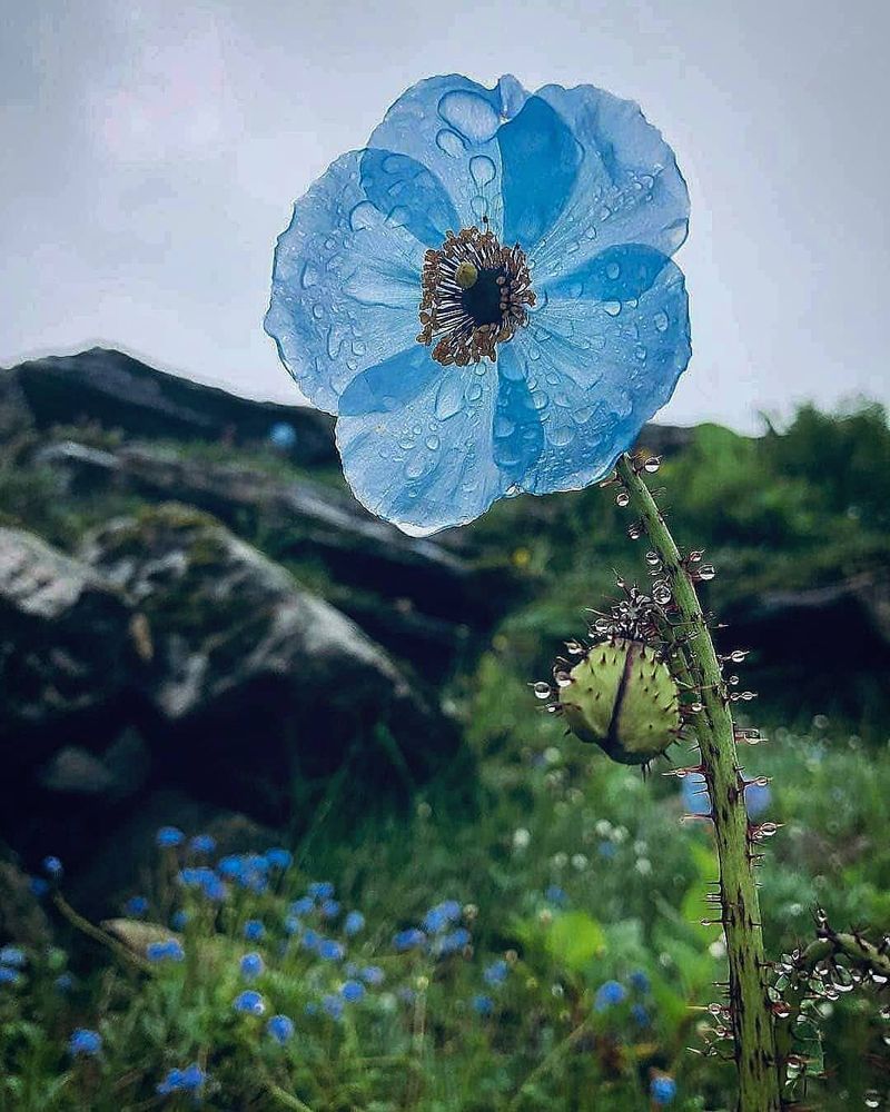 Himalayan Blue Poppy