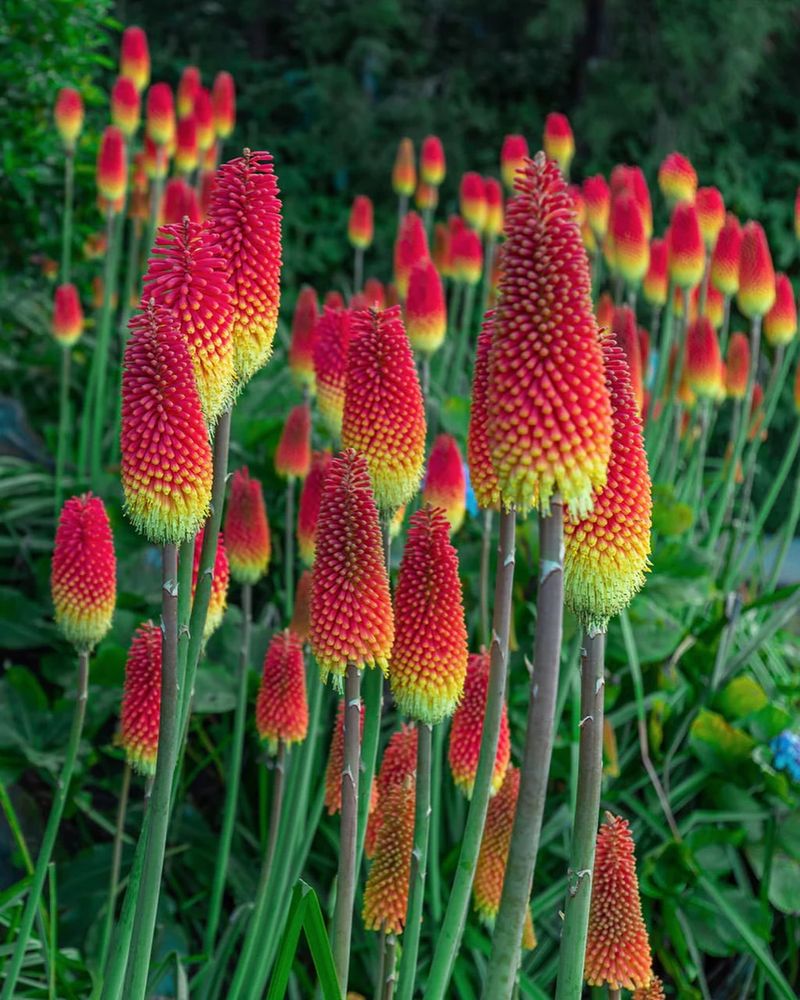 Red Hot Poker