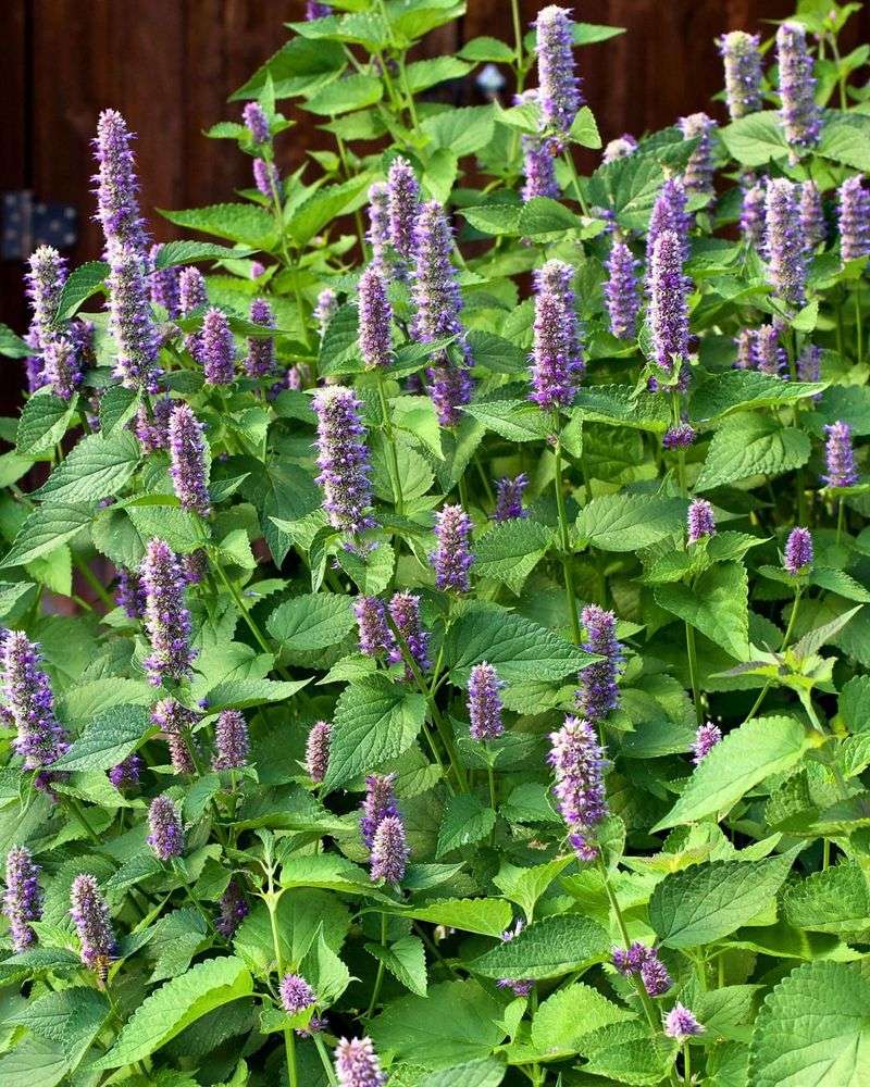Anise Hyssop