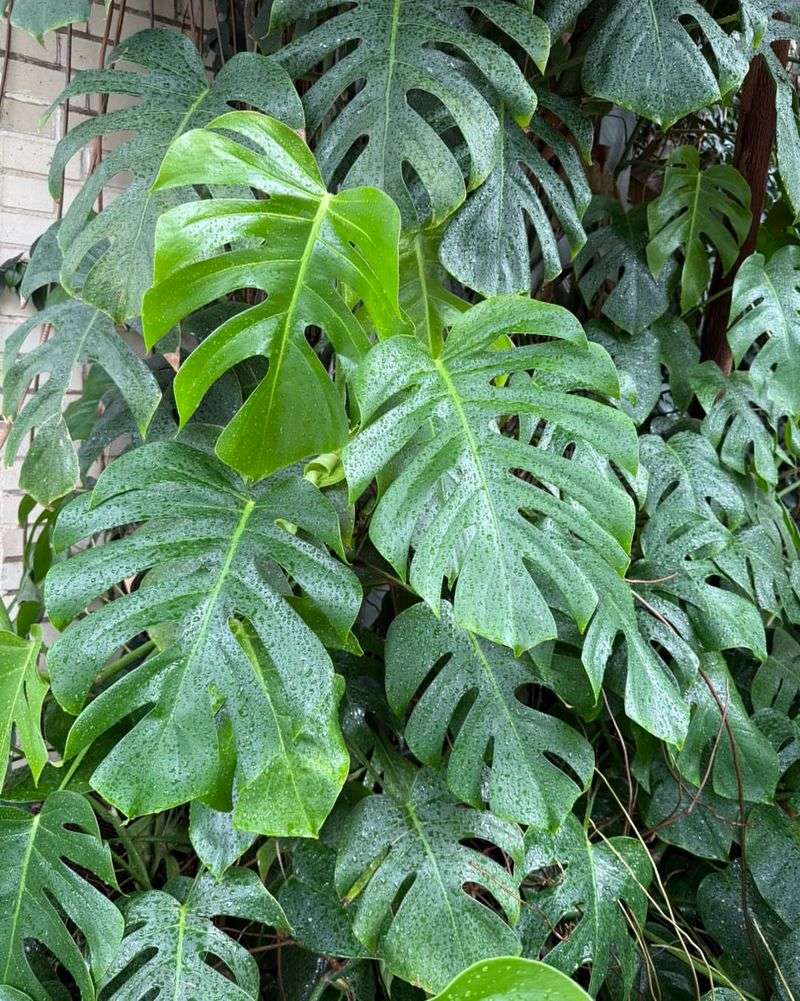 Monstera