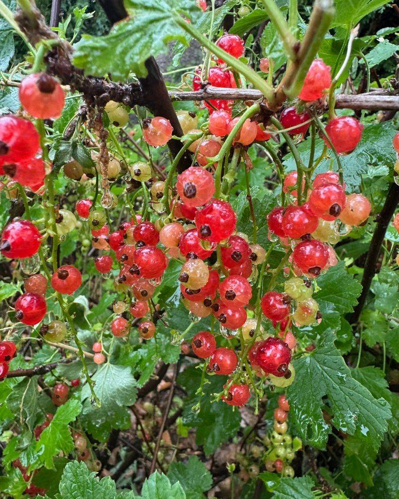 Currants