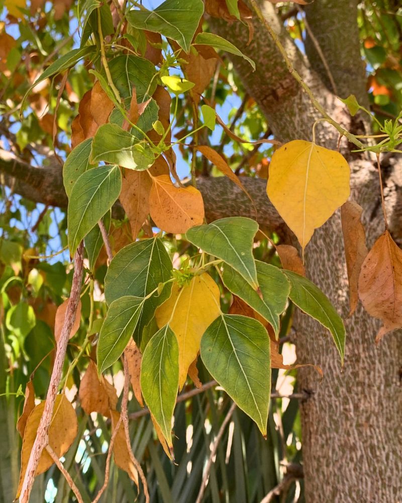 Trees With Recent Leaf Loss