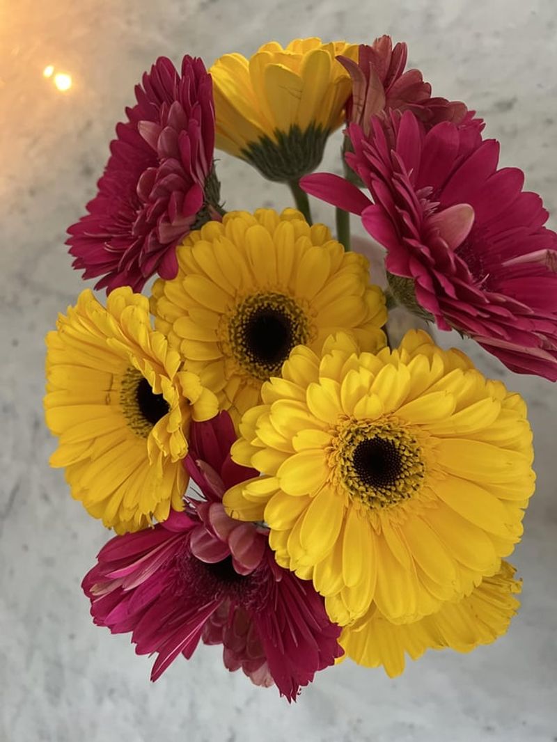 Gerbera Daisies