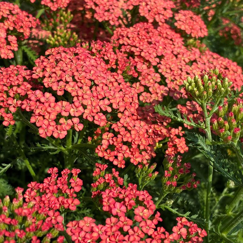Yarrow (Achillea)