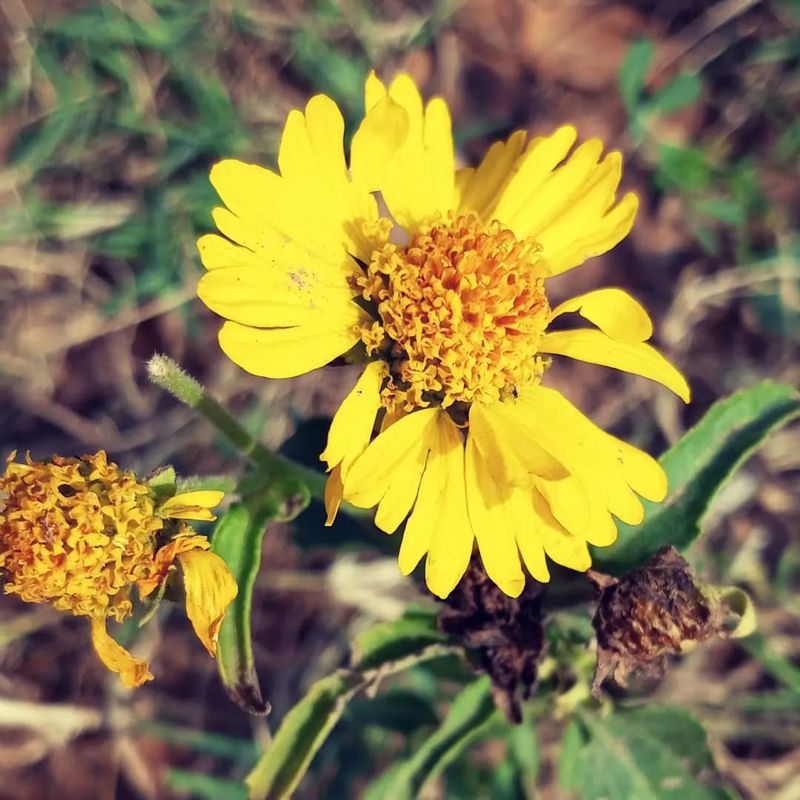 Golden Crownbeard