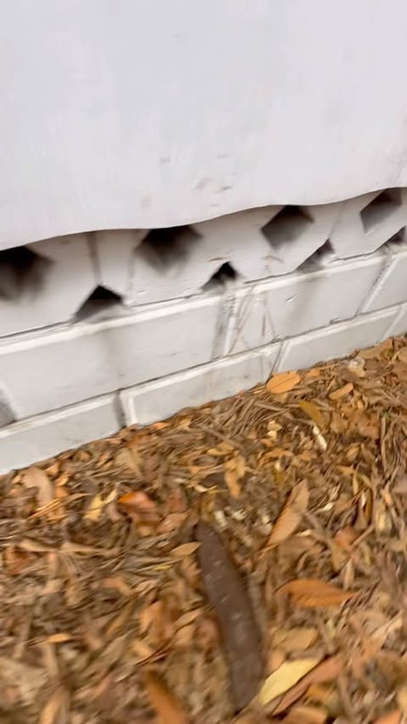 Greasy Smudges Along Walls