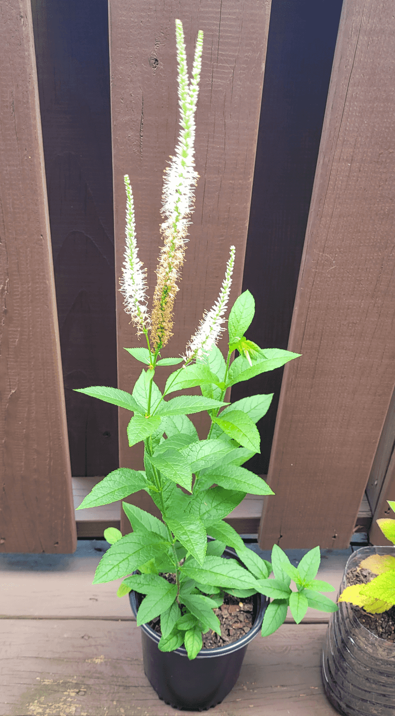 Veronicastrum