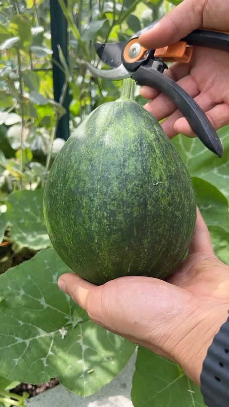 Tatume Mexican Squash