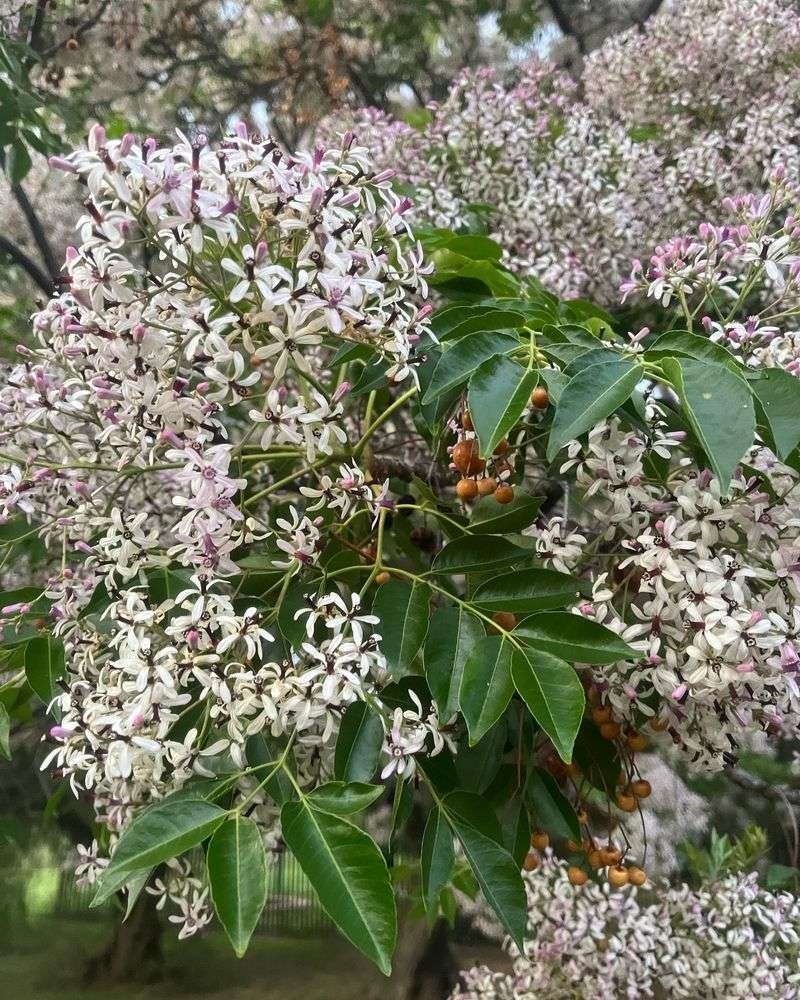 Chinaberry