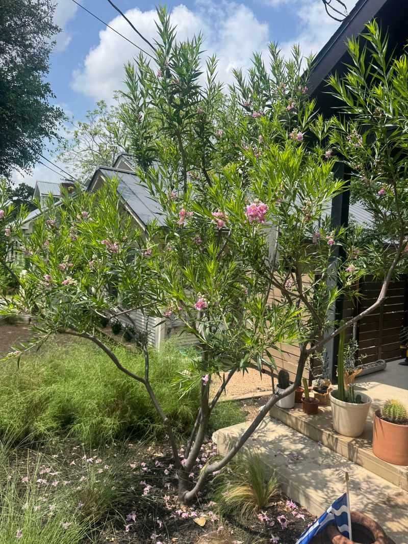 Desert Willow