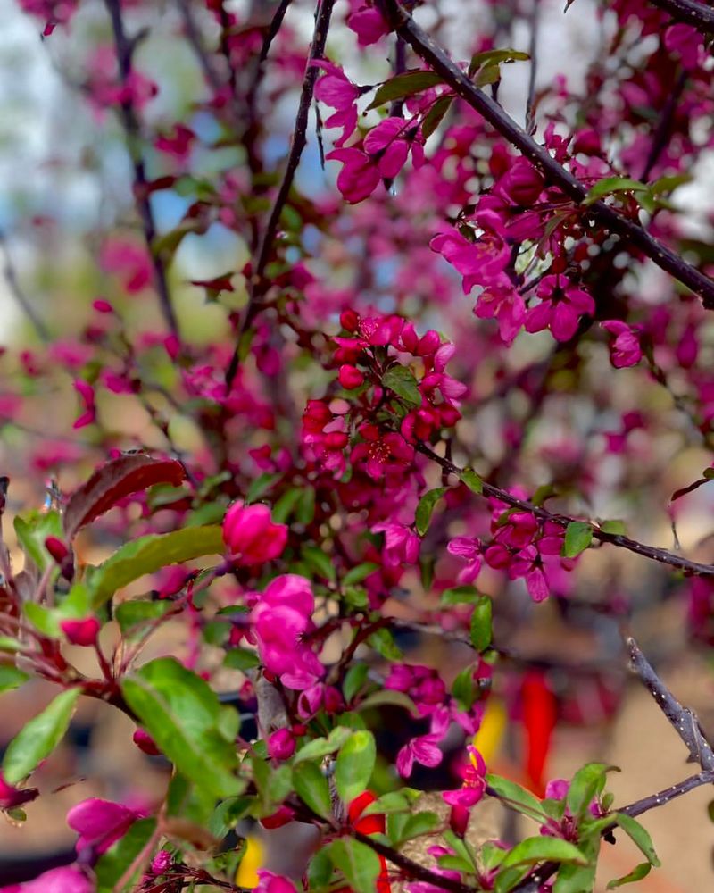 Prairifire Crabapple