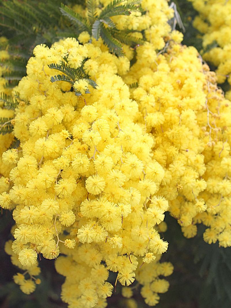 Acacia
