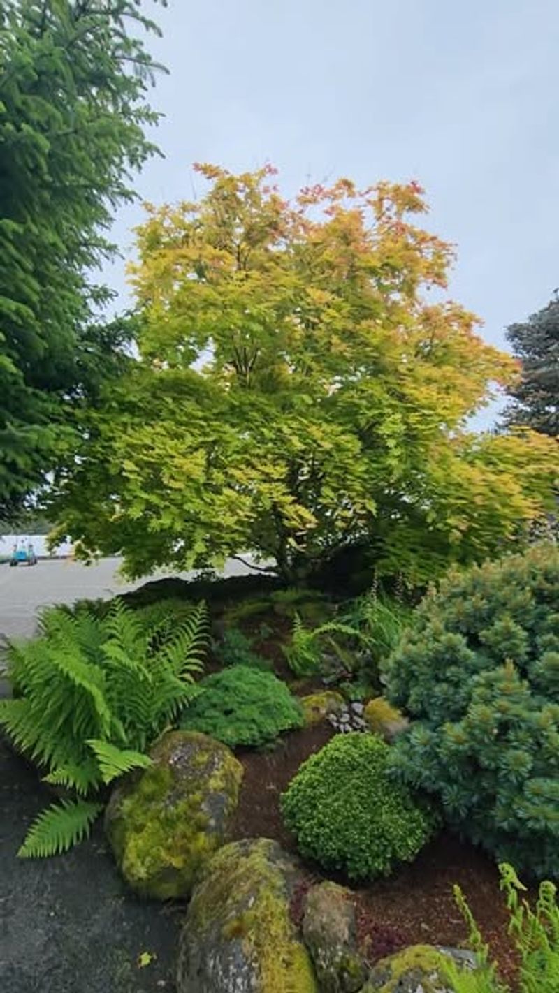 Hedge Maple