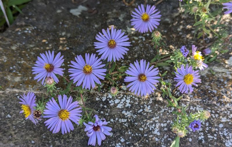 Aromatic Aster