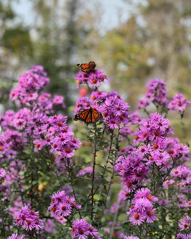 New England Aster