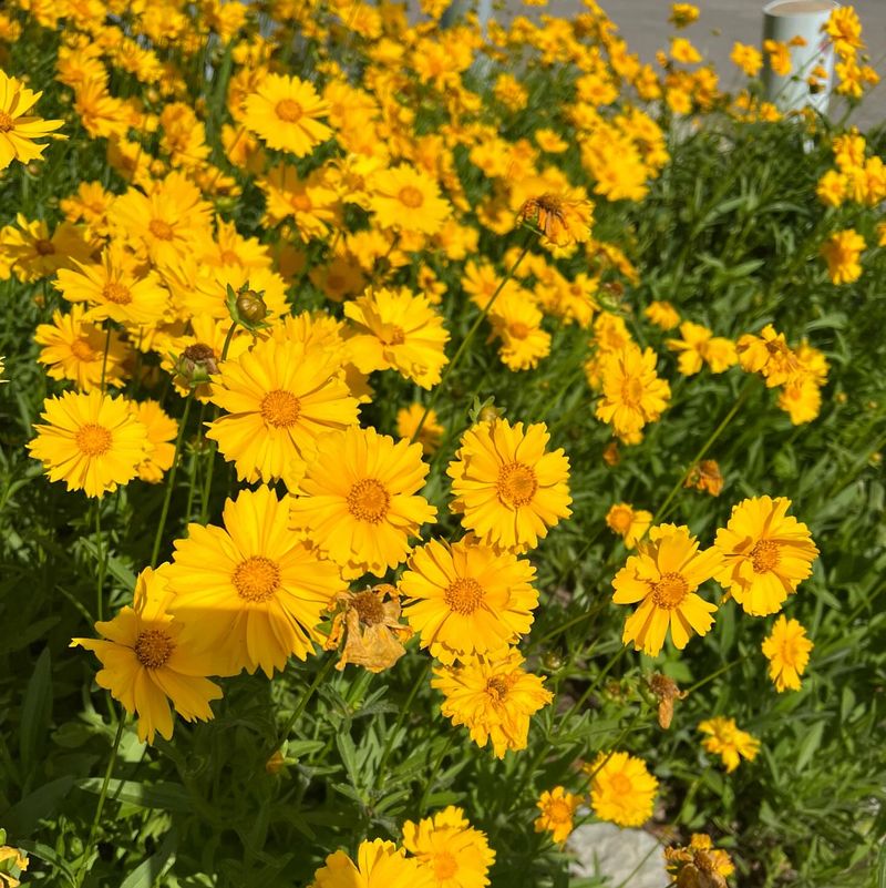Coreopsis