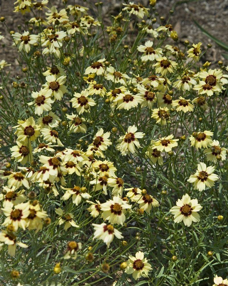Coreopsis 'Autumn Blush'