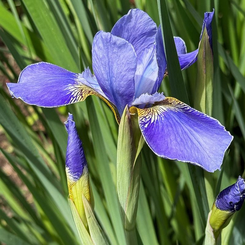 Iris