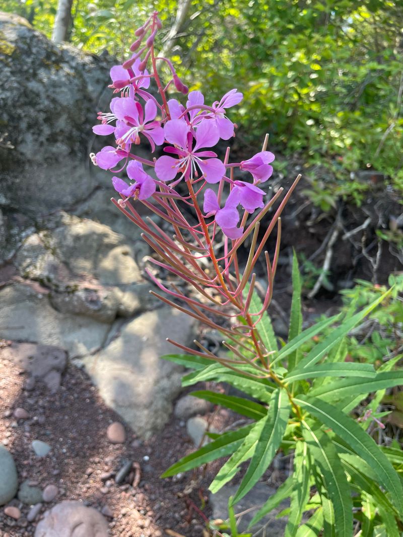 Fireweed