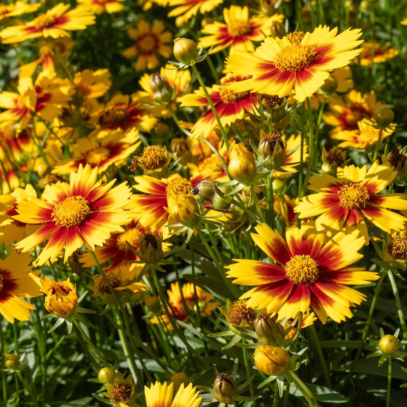 Coreopsis (Tickseed)
