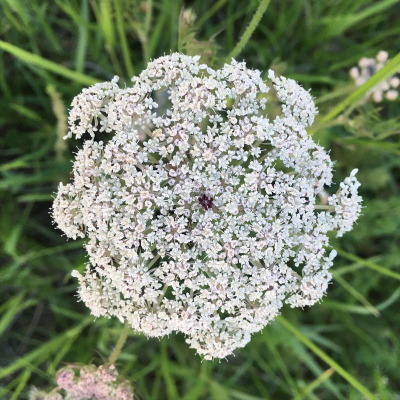 Wild Carrot