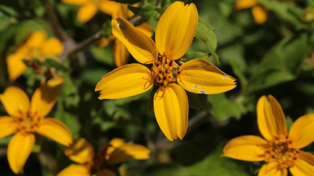Goldenstar (Chrysogonum virginianum)