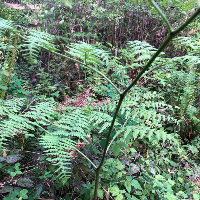 Bracken Fern