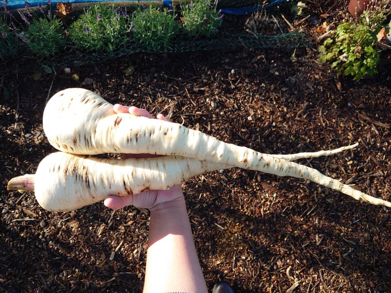 Parsnips: The Forgotten Winter Sweet