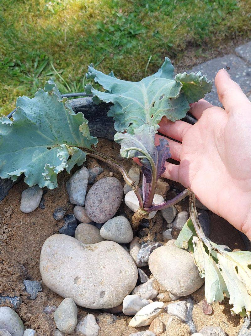 Sea Kale