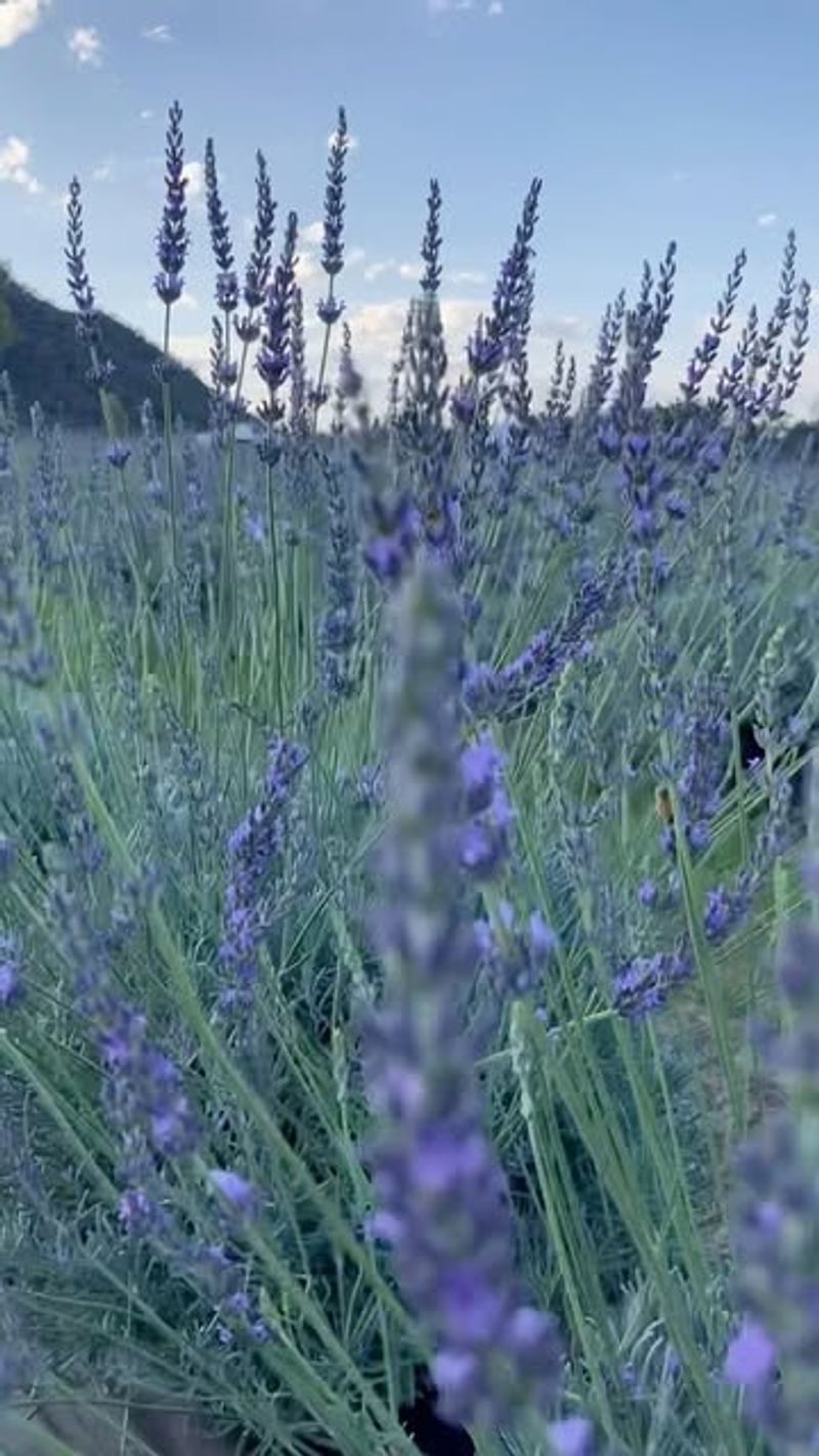 Sweet Lavender (Lavandula heterophylla)