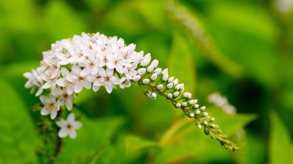 Gooseneck Loosestrife