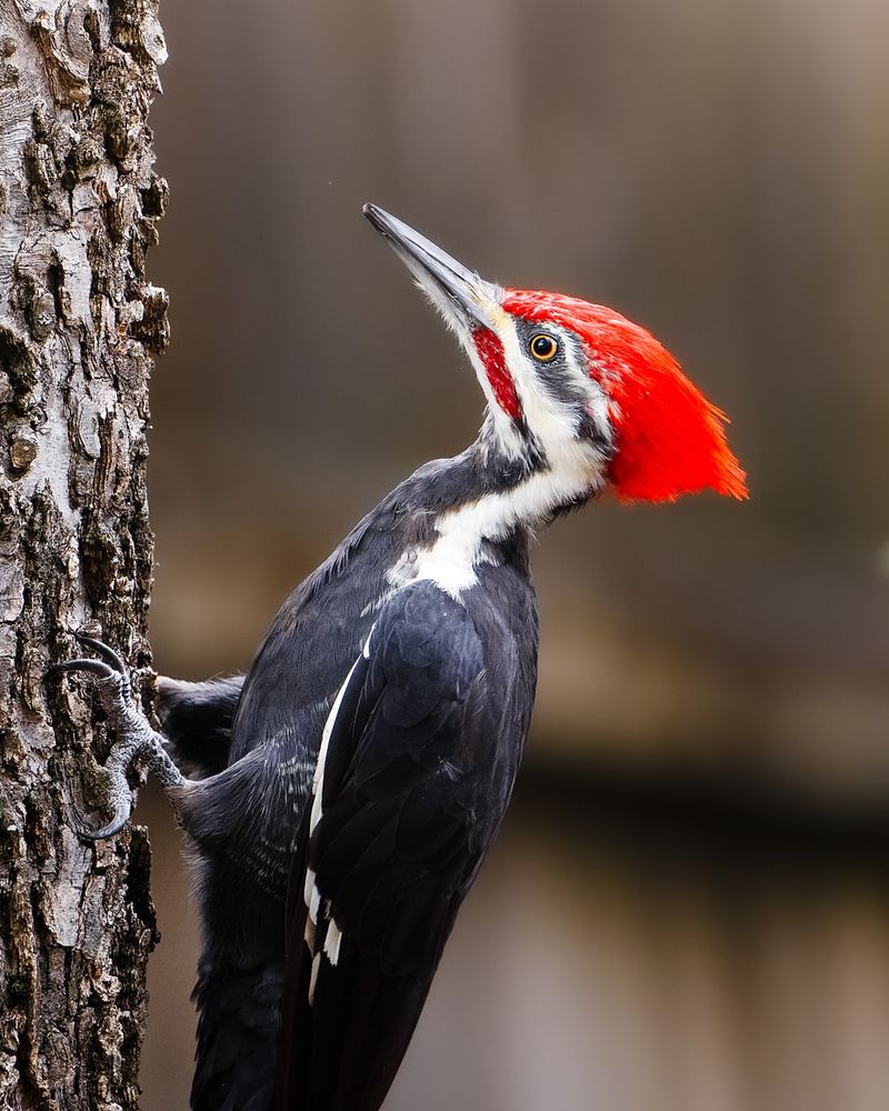 Woodpeckers