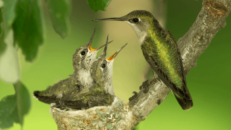 Hummingbird Nests